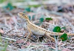 Image result for Grey Lizzards for Pets
