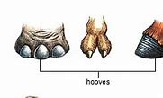 Image result for Hoofed Animals