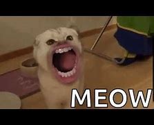 Image result for Cat with Big Mouth Meme