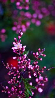 Image result for Spring Wild Flowers iPhone Wallpaper