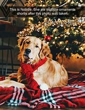 Image result for Christmas Animal Memes Clean