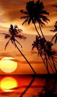 Image result for Lock Screen Wallpaper Palm Trees