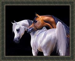 Image result for Arabian Horse Paintings