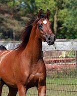 Image result for Arabian Stallion Eter