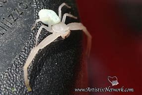 Image result for Albino Spider