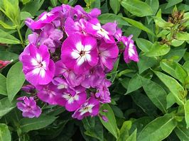 Image result for Phlox paniculata Laura