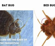 Image result for Difference Between a Bat and Bed Bug