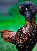 Image result for 24 Karat Gold Chicken Wings