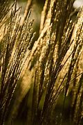 Image result for 24 Carat Gold Grass