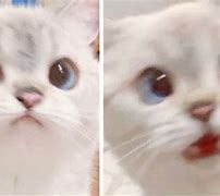 Image result for Cute White Cat Meme