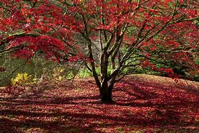 Image result for Maple Tree