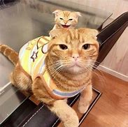 Image result for Funny Orange Cat Pics