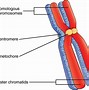 Image result for Human Cell Cycle