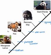 Image result for Giant Panda Evolution