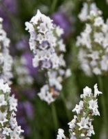 Image result for Lavandula intermedia (x) Edelweiss