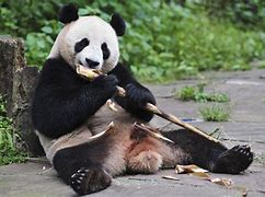 Image result for Panda Baum Eating Bamboo