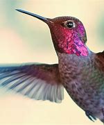 Image result for hummingbirds