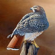 Image result for Red Tail Hawk Art
