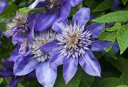 Image result for Multi Blue Clematis Pruning