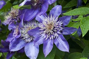 Image result for Blue Clematis