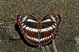 Image result for Sikkim Insects