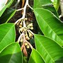 Image result for Chrysophyllum Cainito Tree
