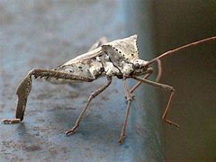 Image result for Cricket Beetle