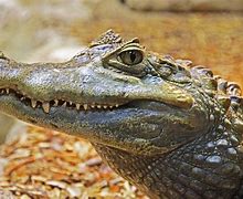 Image result for Crocodile iPhone Case