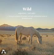 Image result for Wild Horse Quotes