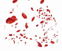 Image result for Black and Red Rose Petals Wallpaper