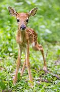 Image result for New Born Deer Legs