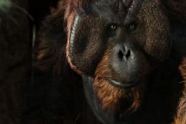 Image result for Rise of the Planet of the Apes Orangutan