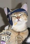 Image result for Gangsta Cat Meme