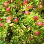 Image result for Apple Tree Pollination Chart