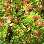 Image result for Discovery Apple Tree Pollination