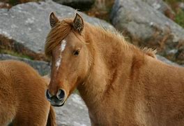 Image result for Beautiful Wild Horse Photography