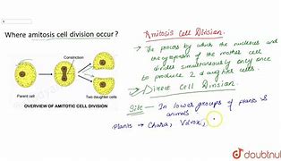 Image result for amitosis