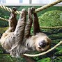Image result for Nearest Zoo