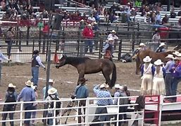 Image result for Tad Riley Cheyenne Rodeo Wild Horse Race
