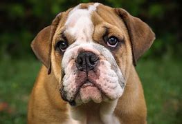 Image result for Petting Dog Jowls