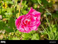 Image result for Rosa Mme A. Meilland