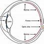 Image result for Retina Part of the Eye