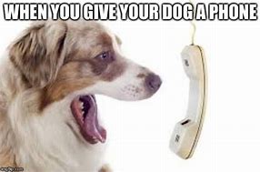 Image result for Dog Use Phone Meme