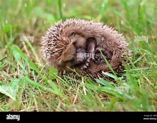 Image result for Hedgehog Curled Up with Paw Sticking Out