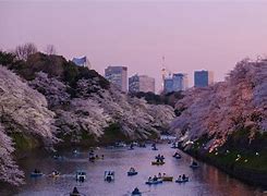 Image result for Yokohama Japan Cherry Blossoms