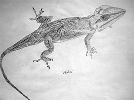 Image result for Anole Drawing