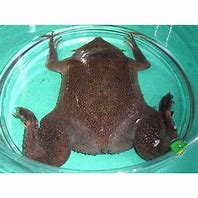 Image result for Frog Toad Alone