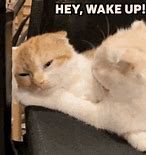 Image result for Wake Up Cat Surgery Meme