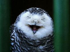 Image result for Crazy Funny Owl