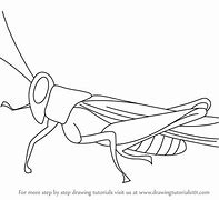 Image result for Insect Cricket Drawing Outline